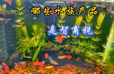 揭秘水族产品的智商税现象