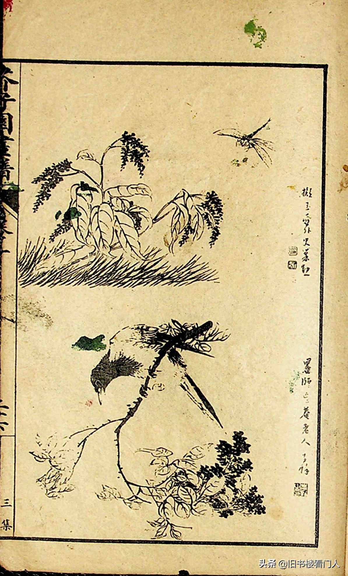 艺术类学画必修之书－《芥子园画谱·草虫花卉谱》