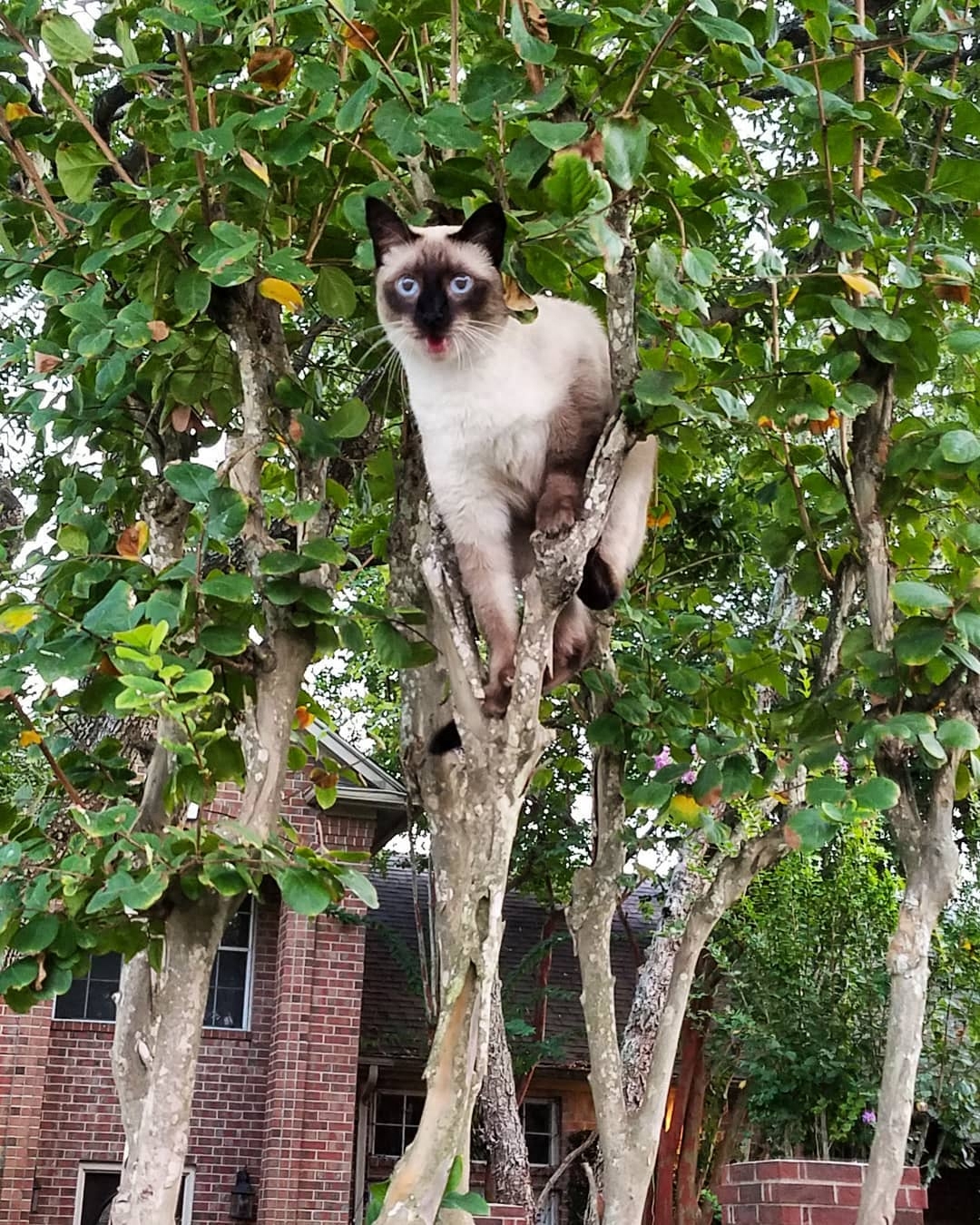 暹罗猫，一个被称为从小就开始“挖煤”的猫