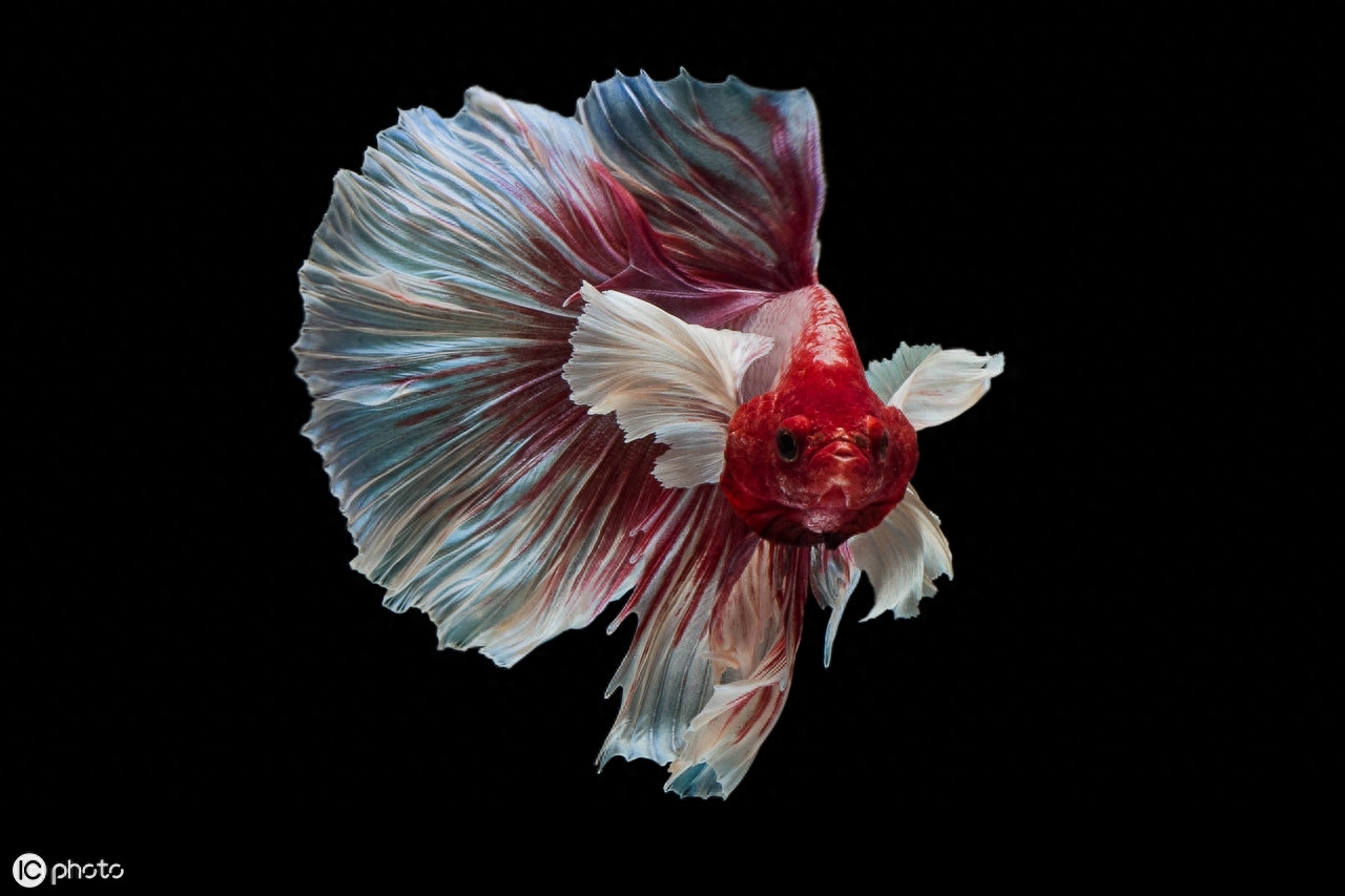 五彩搏鱼（Betta splendens (Regan, 1910)）（暹罗斗鱼）