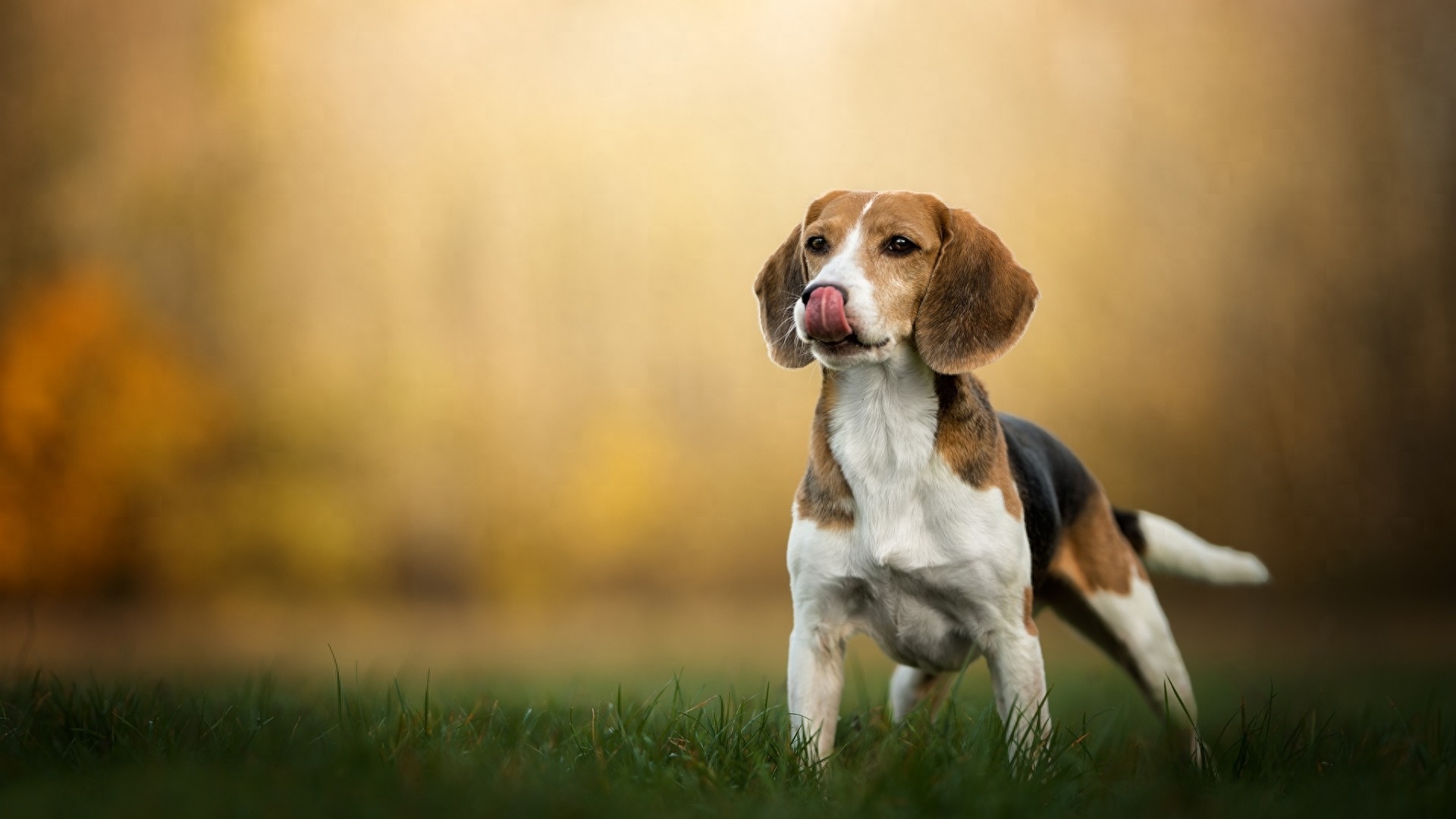 史努比的原型:比格犬,小小的它还是一种猎犬