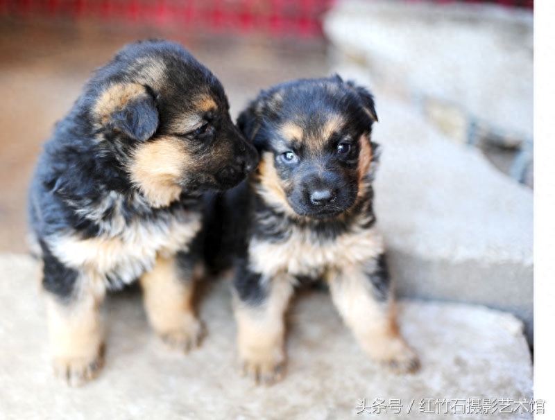 世界十大名犬威武德国牧羊犬幼犬图集呆萌又严肃看了你也想养一只