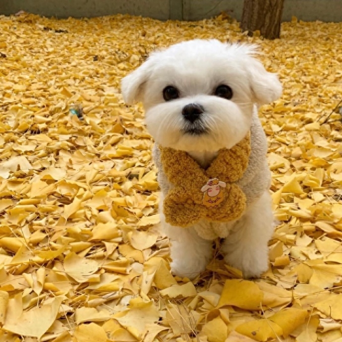 猛男落泪，梦中情犬——马尔济斯