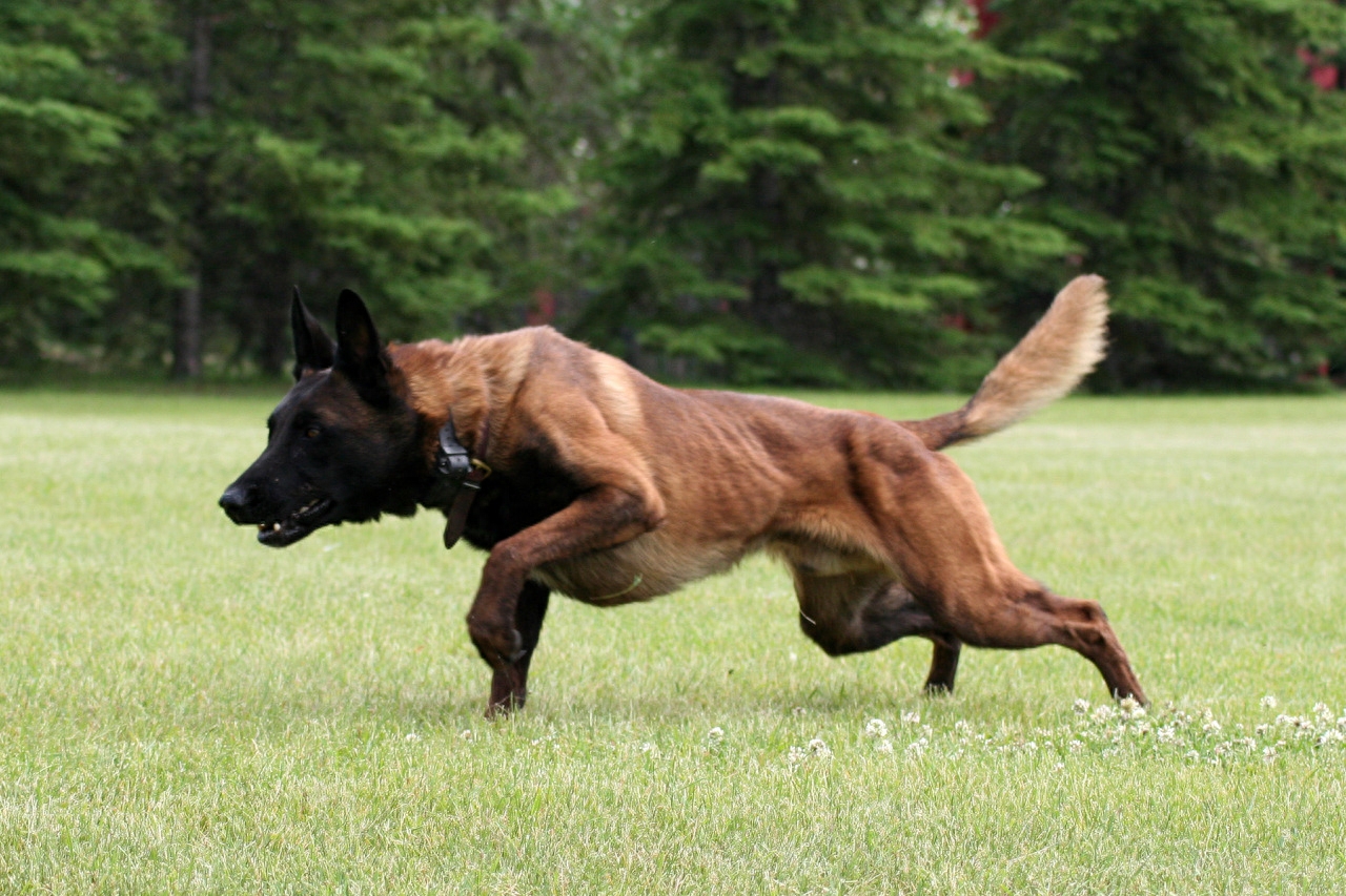 新一届工作犬之王？军警新宠：比利时马犬