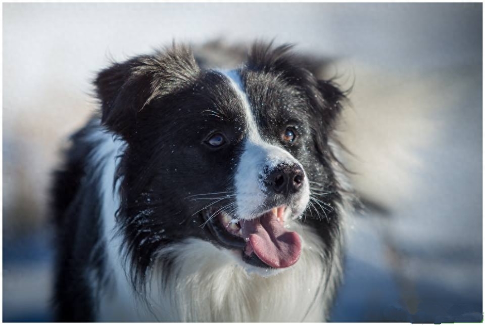 高清图集：黑白牧者，边境牧羊犬