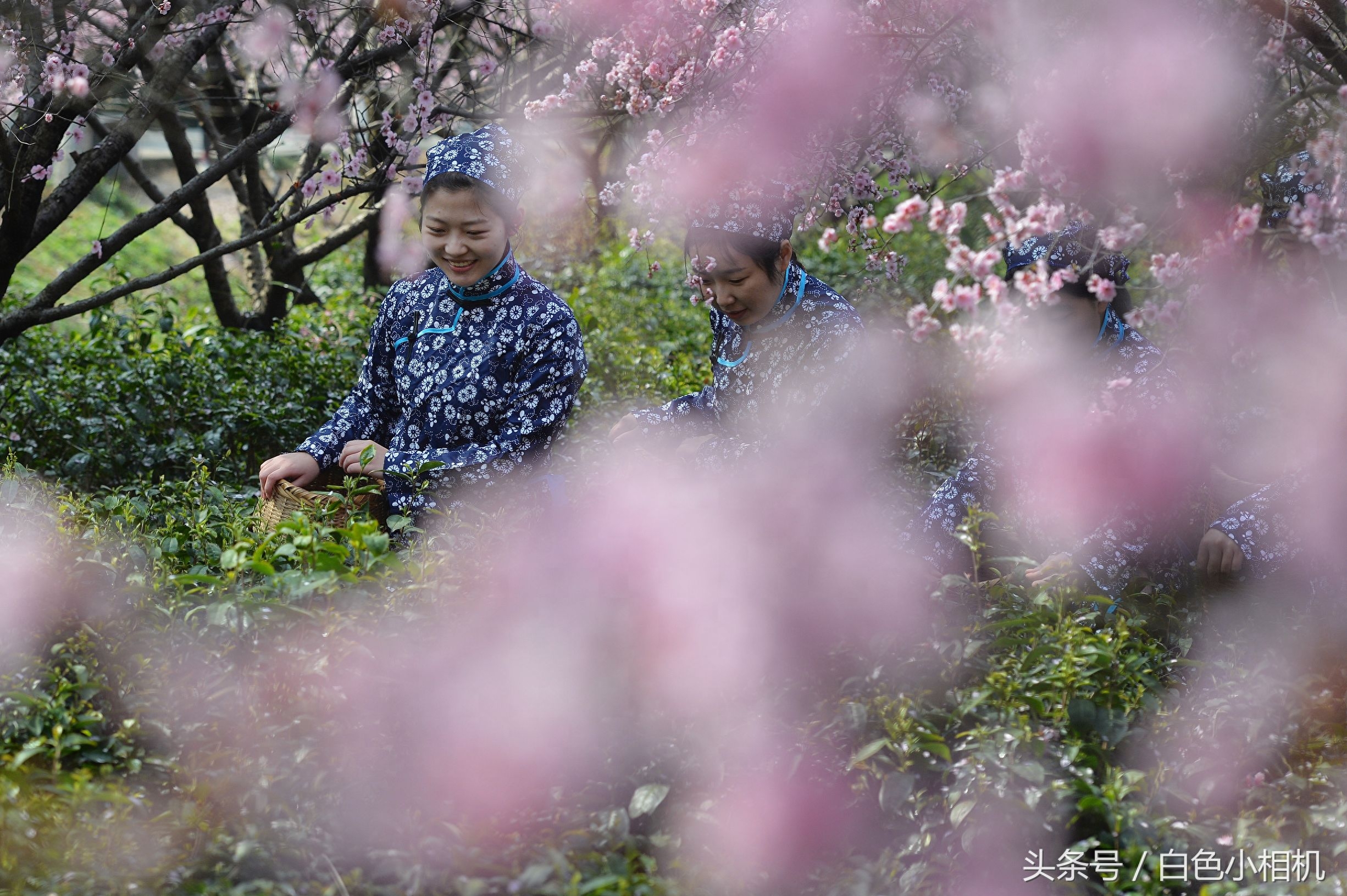 留香数十载 头锅钟山雨花茶开炒