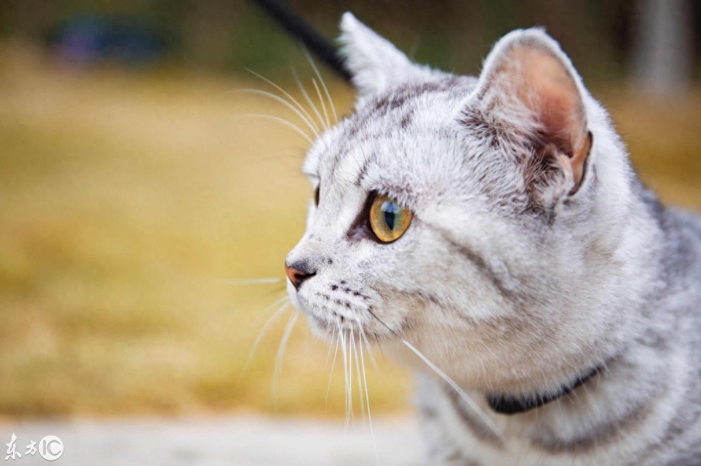 一只被拴住的虎斑猫，眼神是那么的忧郁