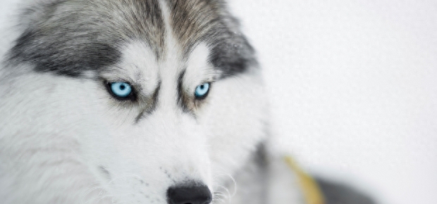 来看看真正的雪橇犬！被养成二哈之前的帅气样子