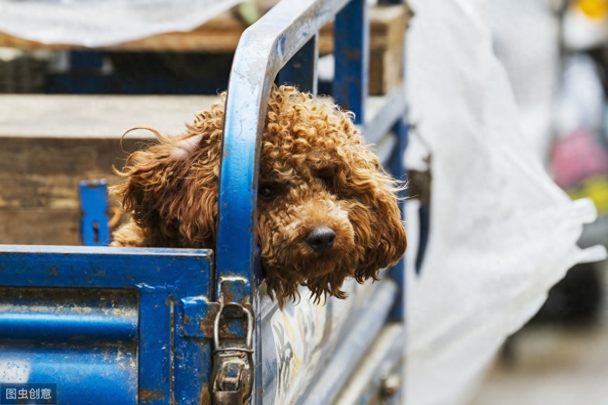 贵宾犬注意事项，第一次养的主人要注意第3点，别被狗狗欺负了