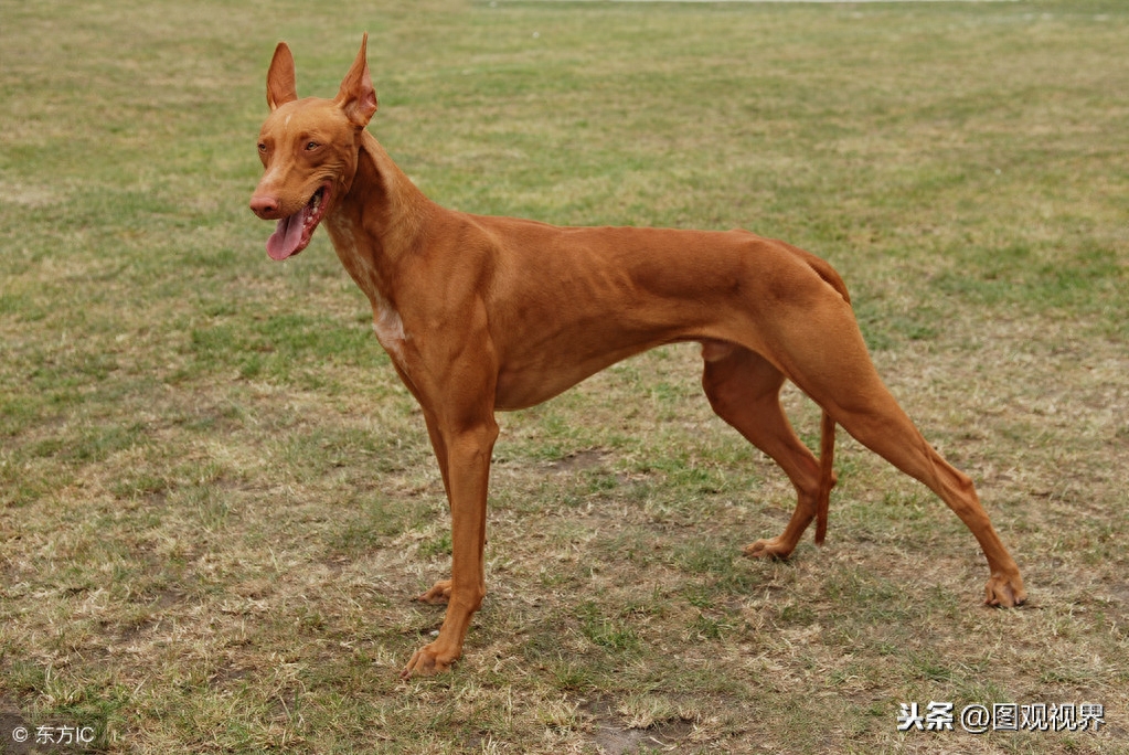 世界上10种速度最快的猎犬一览，灵缇最高奔跑速度可达70km/h