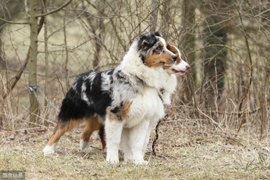 都知道牧羊犬聪明，这8种牧羊犬，是个中翘楚