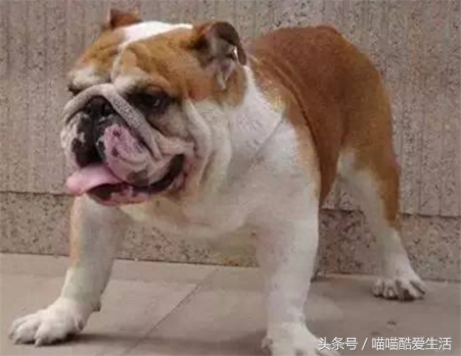 45种世界名犬，爱狗狗的你能认识几种，认识一半就厉害了