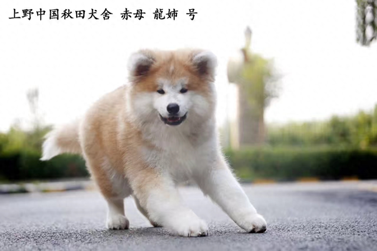 长毛秋田犬一样活泼可爱