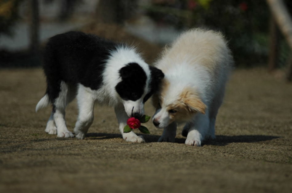 动物图集：边境牧羊犬