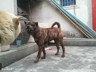 中华猎犬的瑰宝，永不熄灭的猎犬之魂--中华虎斑犬