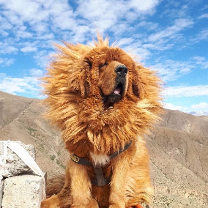 「藏獒特辑」：世界上最古老的稀有犬种，最后一张太像狮子了