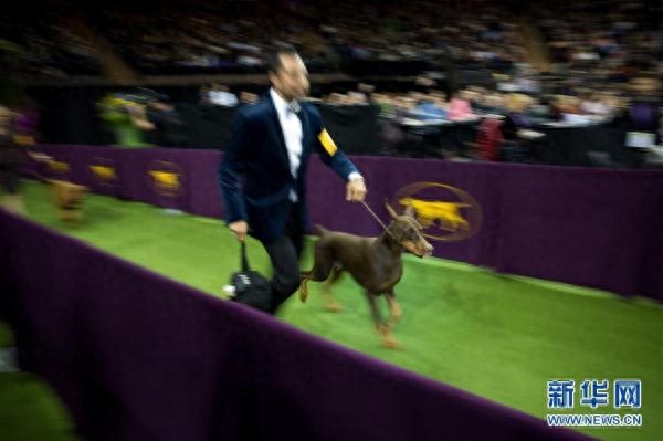 威斯敏斯特犬展 硬毛猎狐梗犬“国王”获评2019最佳秀犬