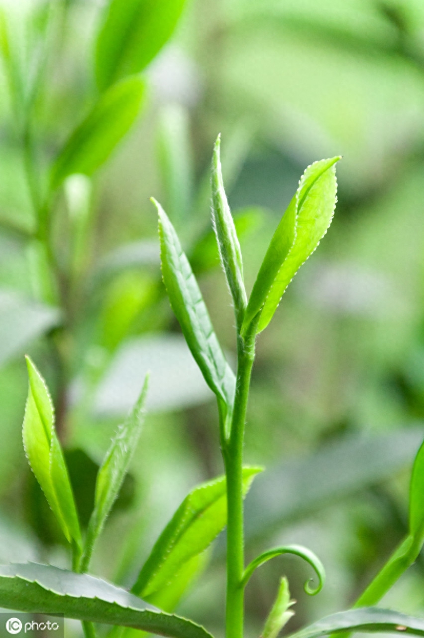 龙井（中国名茶）